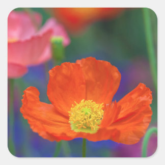 Lebendige Orange Mohnblüte Quadratischer Aufkleber