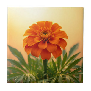 Lebendige Orange Tagetes-Blume Goldener Sonnenunte Fliese