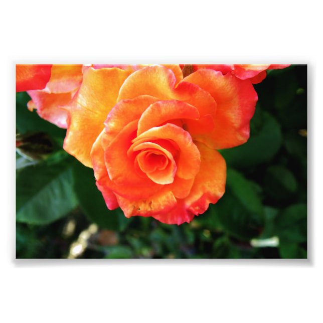 Lebendige Orangefarbene Rosenfotografie Fotodruck (Vorne)
