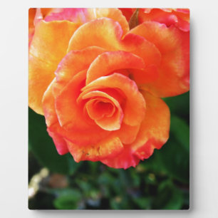 Lebendige Orangefarbene Rosenfotografie Fotoplatte