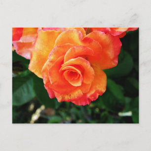 Lebendige Orangefarbene Rosenfotografie Postkarte