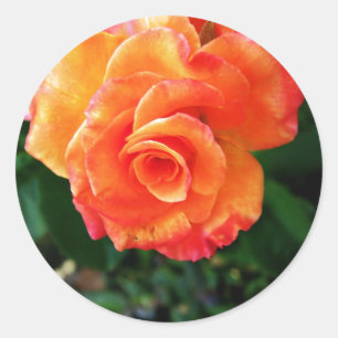 Lebendige Orangefarbene Rosenfotografie Runder Aufkleber