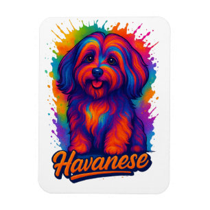 Lebendige Pop-Art Havanese-Hund – Farbige Street A Magnet