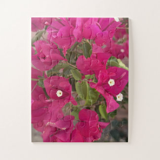 Lebendige rosa Bougainvillea-Blüten blühen in Tro