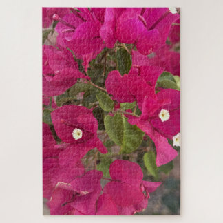Lebendige rosa Bougainvillea-Blüten blühen in Tro