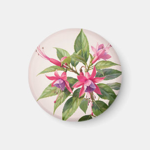 Lebendige rosa Fuchsienblüte Magnet