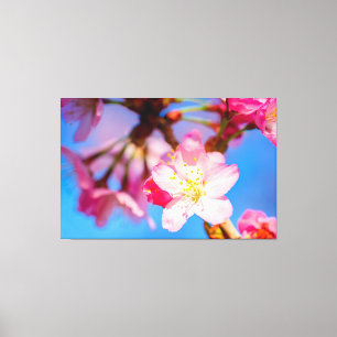 Lebendige rosa Kirschblüten und klarer blauer Himm Leinwanddruck