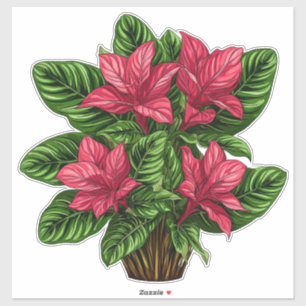 Lebendige rosa Weihnachtsstern-Pflanze mit grünen Aufkleber