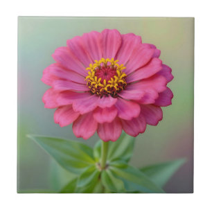Lebendige rosa Zinnienblüten-Makro-Botanik Fliese