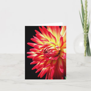 Lebendige rote Dahlien-Blumenfotografie