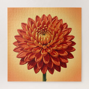 Lebendige rote orange Chrysantheme Blumen Botanik