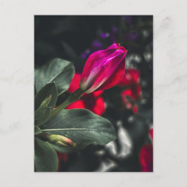 Lebendige rote Periwinkle-Blüte Nahaufnahme Postkarte