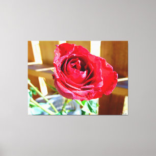 Lebendige rote Rose im Sonnenlicht Leinwanddruck