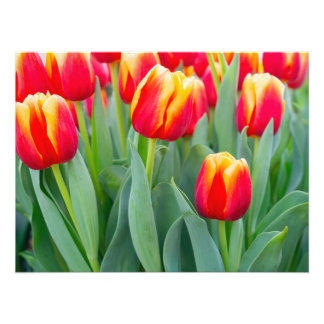 Lebendige rote und gelbe Tulpen im Frühlingsgarten Fotodruck