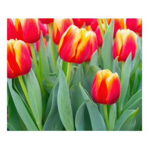 Lebendige rote und gelbe Tulpen im Frühlingsgarten Fotodruck