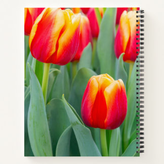 Lebendige rote und gelbe Tulpen im Frühlingsgarten Notizbuch