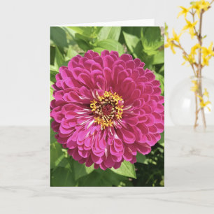 Lebendige Zinnienblumen-Foto Karte