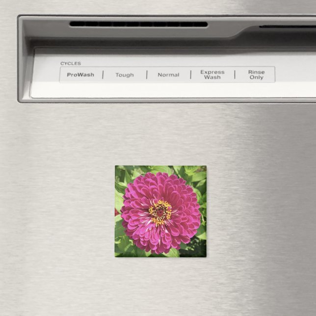 Lebendige Zinnienblumen-Foto Magnet (In Situ (Geschirrspüler))