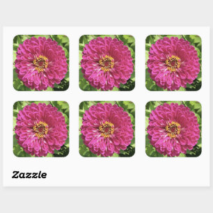 Lebendige Zinnienblumen-Foto Quadratischer Aufkleber