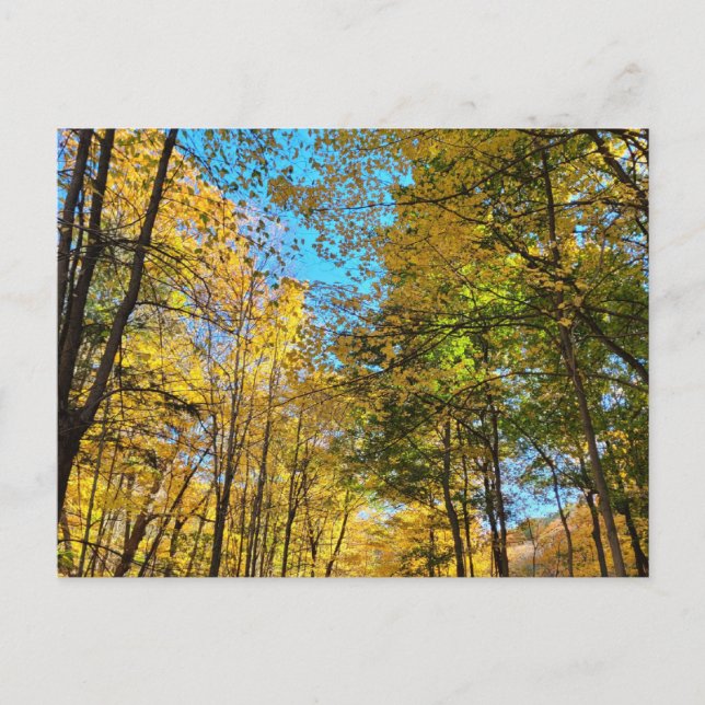 Lebendiger Herbstwald mit Bäumen Postkarte (Vorderseite)