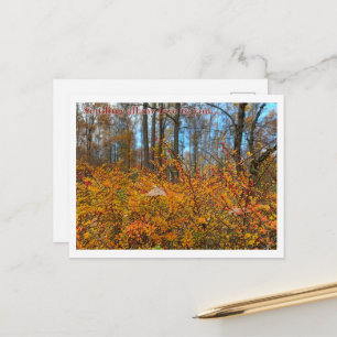 Lebendiger Herbstwaldwanderung - Goldene Blätter & Postkarte