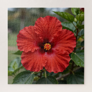 Lebendiger roter Hibiskus tropische Blüte