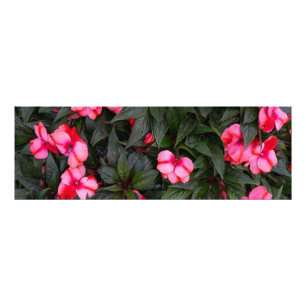 Lebendiges Rosa New Guinea Impatiens-Blumenmuster Fotodruck