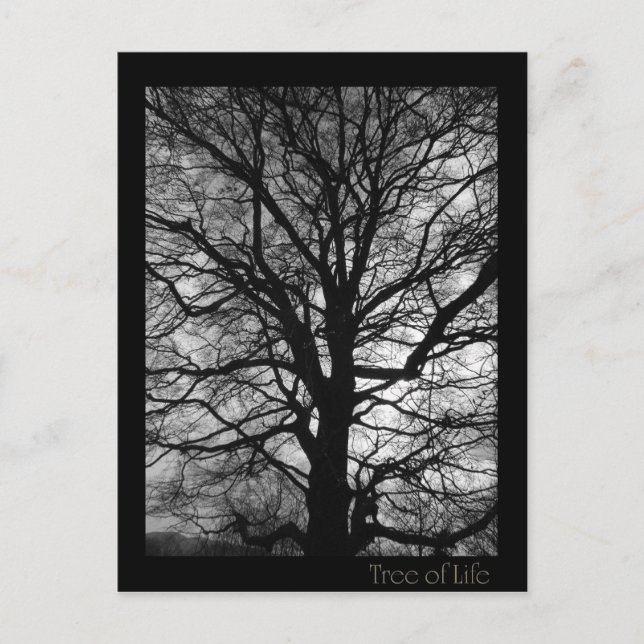 Lebensbaum - Baum des Lebens Postkarte (Vorderseite)