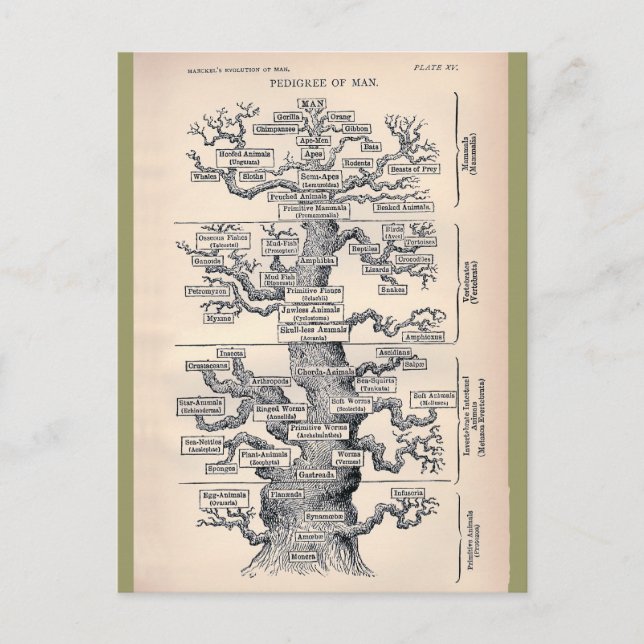 Lebensbaum / Pedigree des Menschen Postkarte (Vorderseite)
