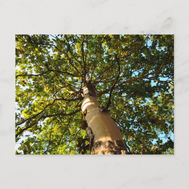 Lebensbaum Postkarte (Vorderseite)
