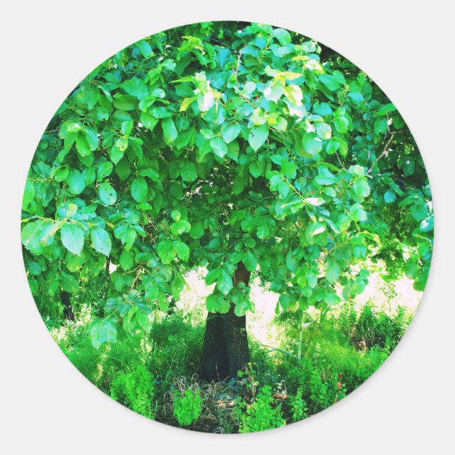 LEBENSBAUM RUNDER AUFKLEBER (Vorderseite)