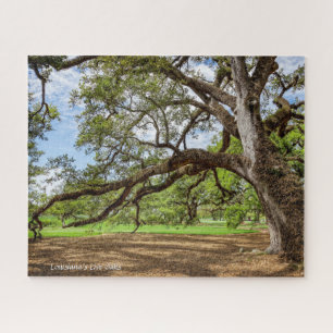 Lebenseiche von Louisiana,