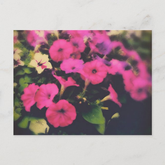Lebensmittelgeschäft Petunia Blume Postkarte (Vorderseite)