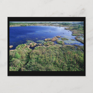 Lebensraum des Feuchtgebiets bei Okefenokee Nation Postkarte