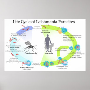 Lebenszyklus der Parasiten von der Klasse Poster