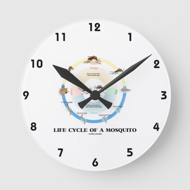 Lebenszyklus einer Moskito (Ei Larva Pupa Imago) Runde Wanduhr (Vorderseite)