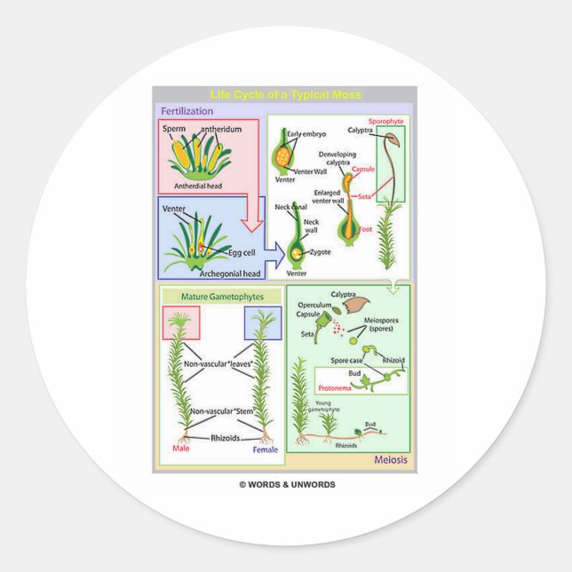Lebenszyklus eines typischen Moos (Bryophyt) Runder Aufkleber (Vorderseite)