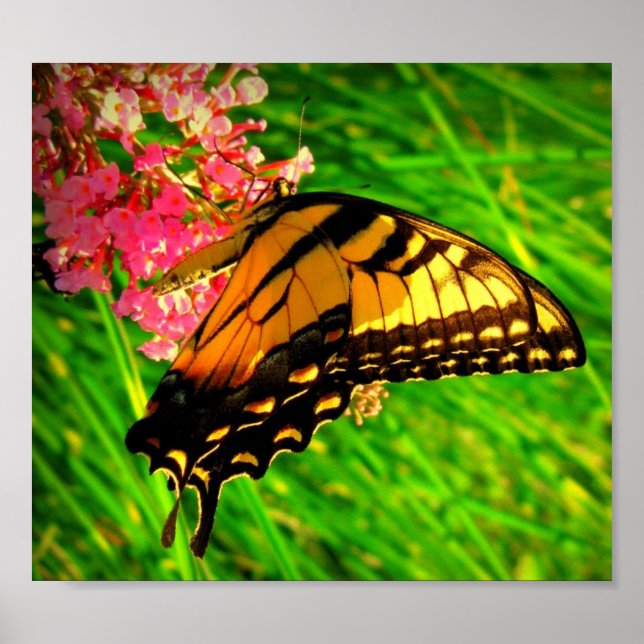 Lebenszyklus Poster (Vorne)