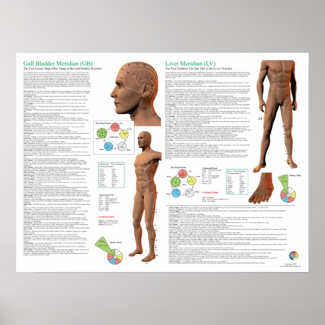 Leber-Meridian Akupunkturpunkte Poster (Vorne)