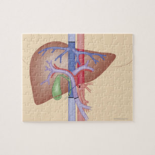 Leber-Transplantations-Verfahren