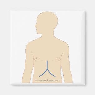 Lebertransplantation Magnet