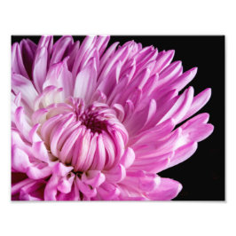Lebhaft in Pink Dahlia Fotodruck