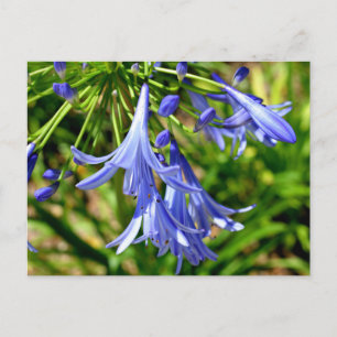 Lebhafte afrikanische Lily-Blume Postkarte