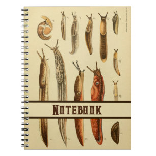 Lebhafte antike Slug-Illustration Naturgeschichte Notizblock