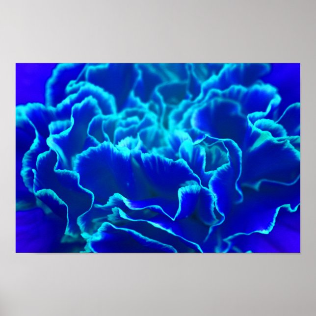 Lebhafte blaue und Aquamarine Carnation-Blume Poster (Vorne)