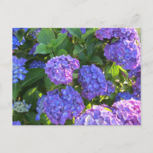 Lebhafte blaue und Lila Hydrangeas Postkarte