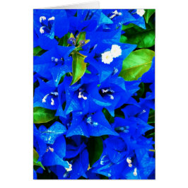 Lebhafte Blue Bougainvillea Blume
