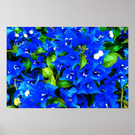 Lebhafte Blue Bougainvillea Blume Poster