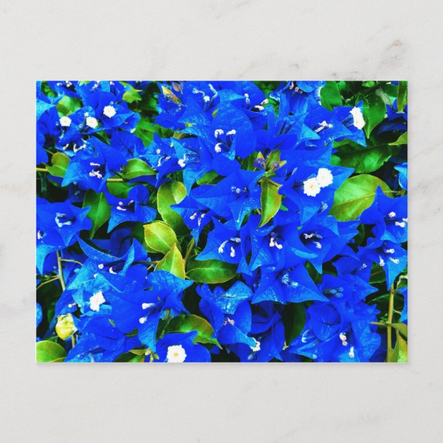 Lebhafte Blue Bougainvillea Blume Postkarte (Vorderseite)