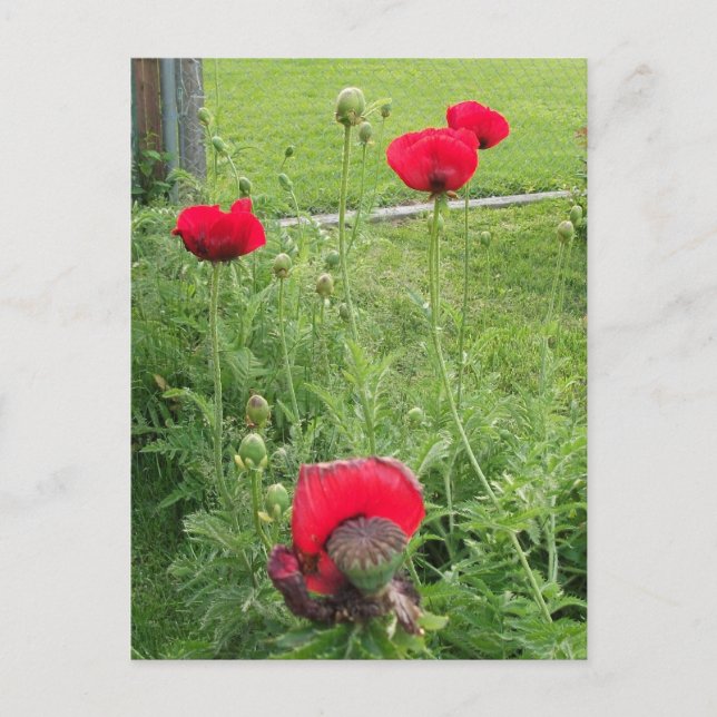 Lebhafte blühende rote Poppies Postkarte (Vorderseite)